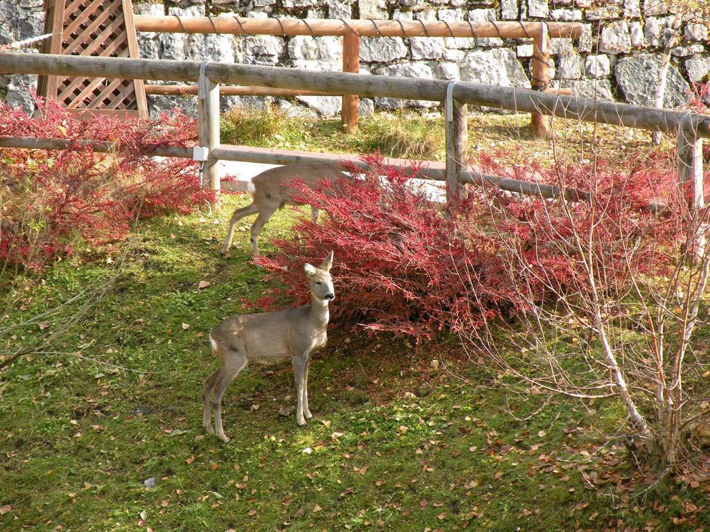 Hotel Garni Civetta Selva di Cadore Eksteriør billede